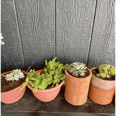 Taller de suculentas on line con set incluido