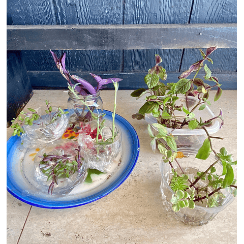 Taller de suculentas on line con set incluido