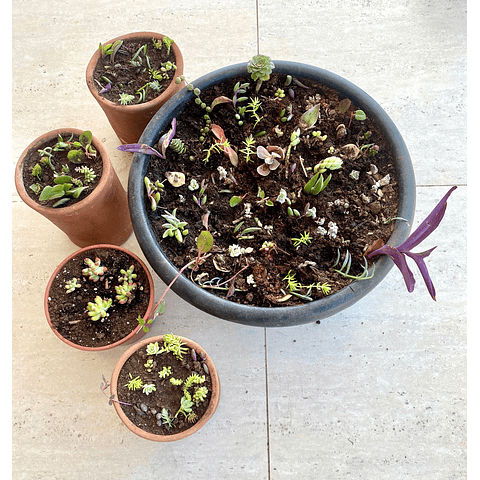 Taller de suculentas on line con set incluido