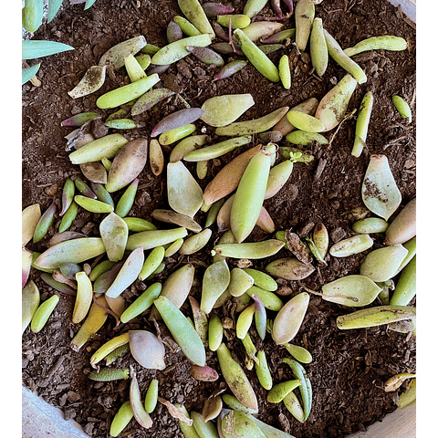 Taller de suculentas on line con set incluido