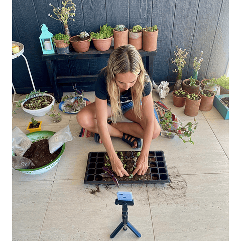 Taller de suculentas on line con set incluido