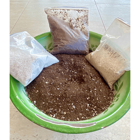 Taller de suculentas on line con set incluido