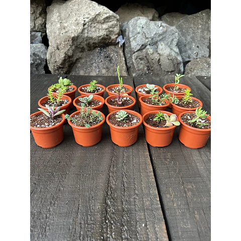 Set de 50 Maceteros numero 6 con suculentas 