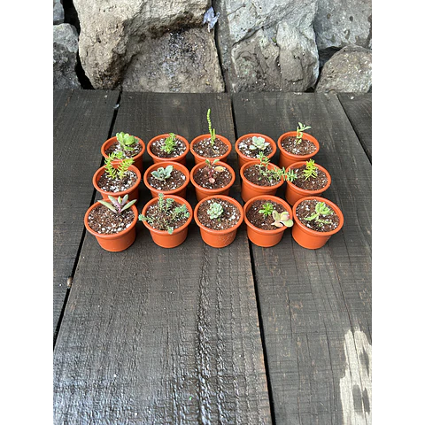 Set de 50 Maceteros numero 6 con suculentas 