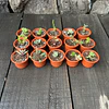 Set de 50 Maceteros numero 6 con suculentas 