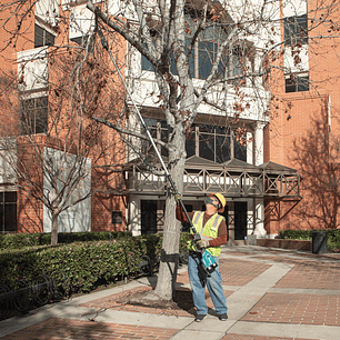 Podador de Altura Inalámbrico Makita mod: DUA300PT2-1