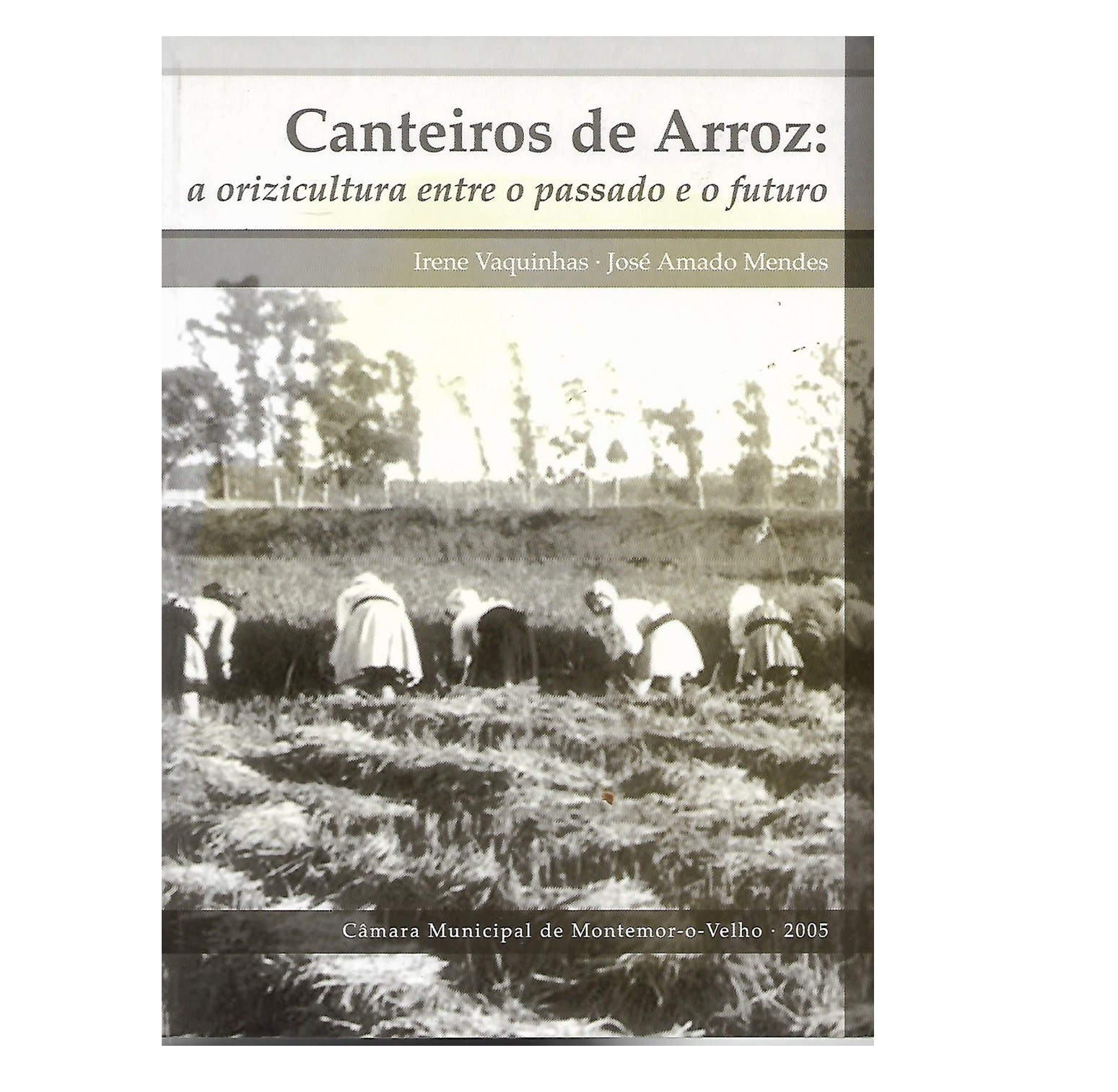 CANTEIROS DE ARROZ: A ORIZICULTURA ENTRE O PASSADO E O FUTURO