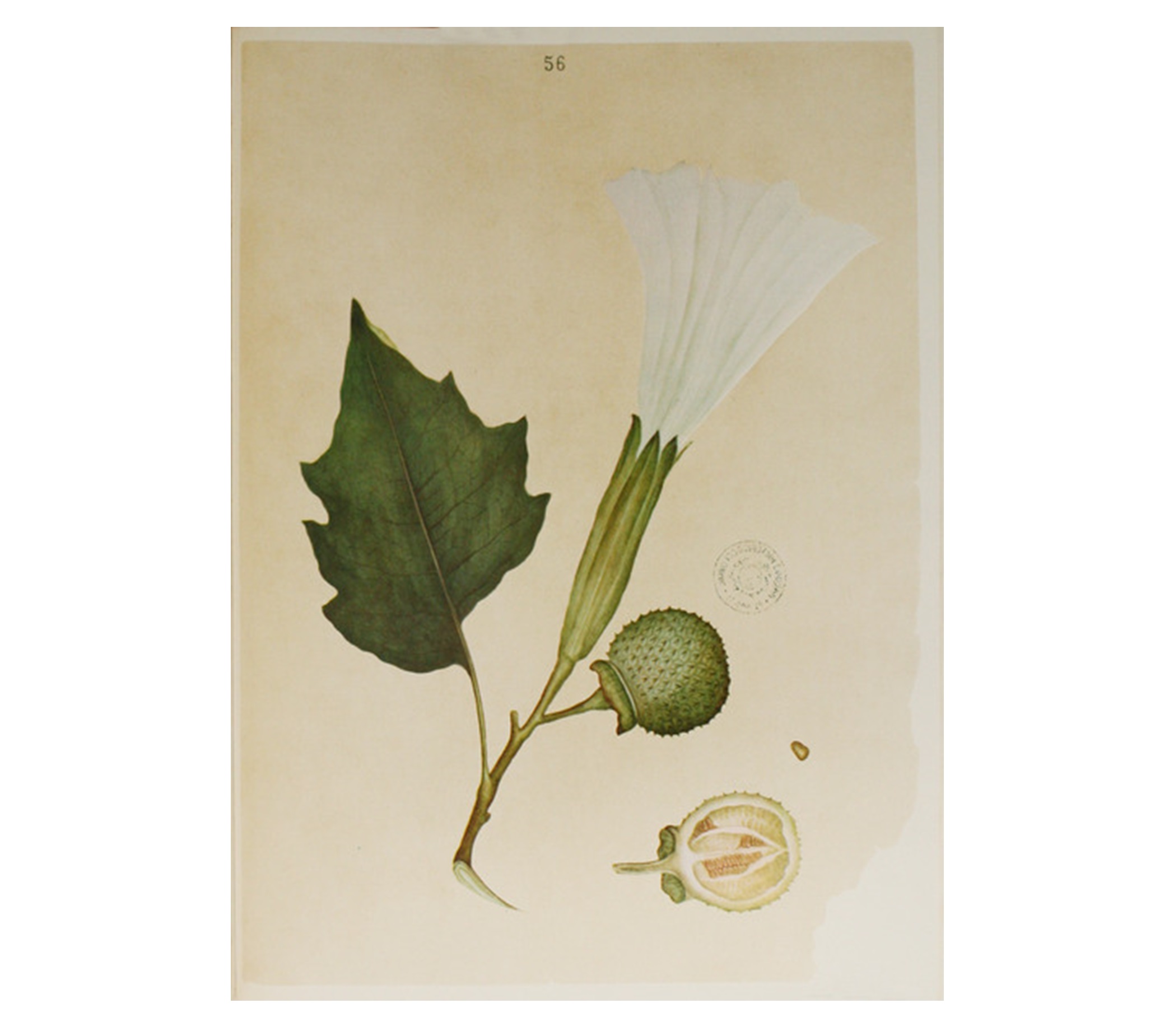 VIRTUDES DE ALGUMAS PLANTAS DA ILHA DE TIMOR 