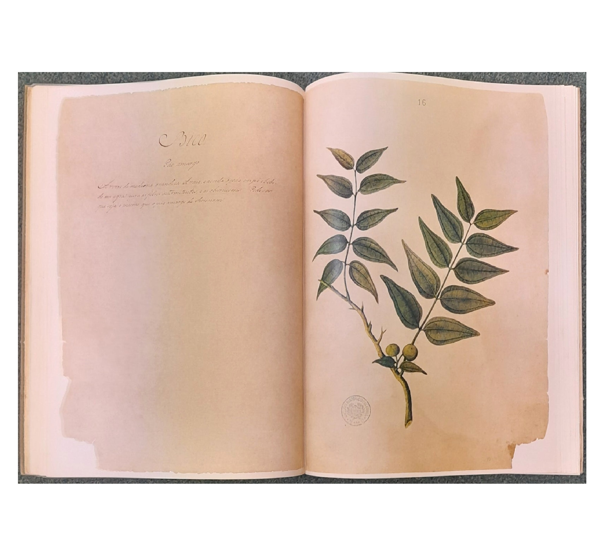 VIRTUDES DE ALGUMAS PLANTAS DA ILHA DE TIMOR 