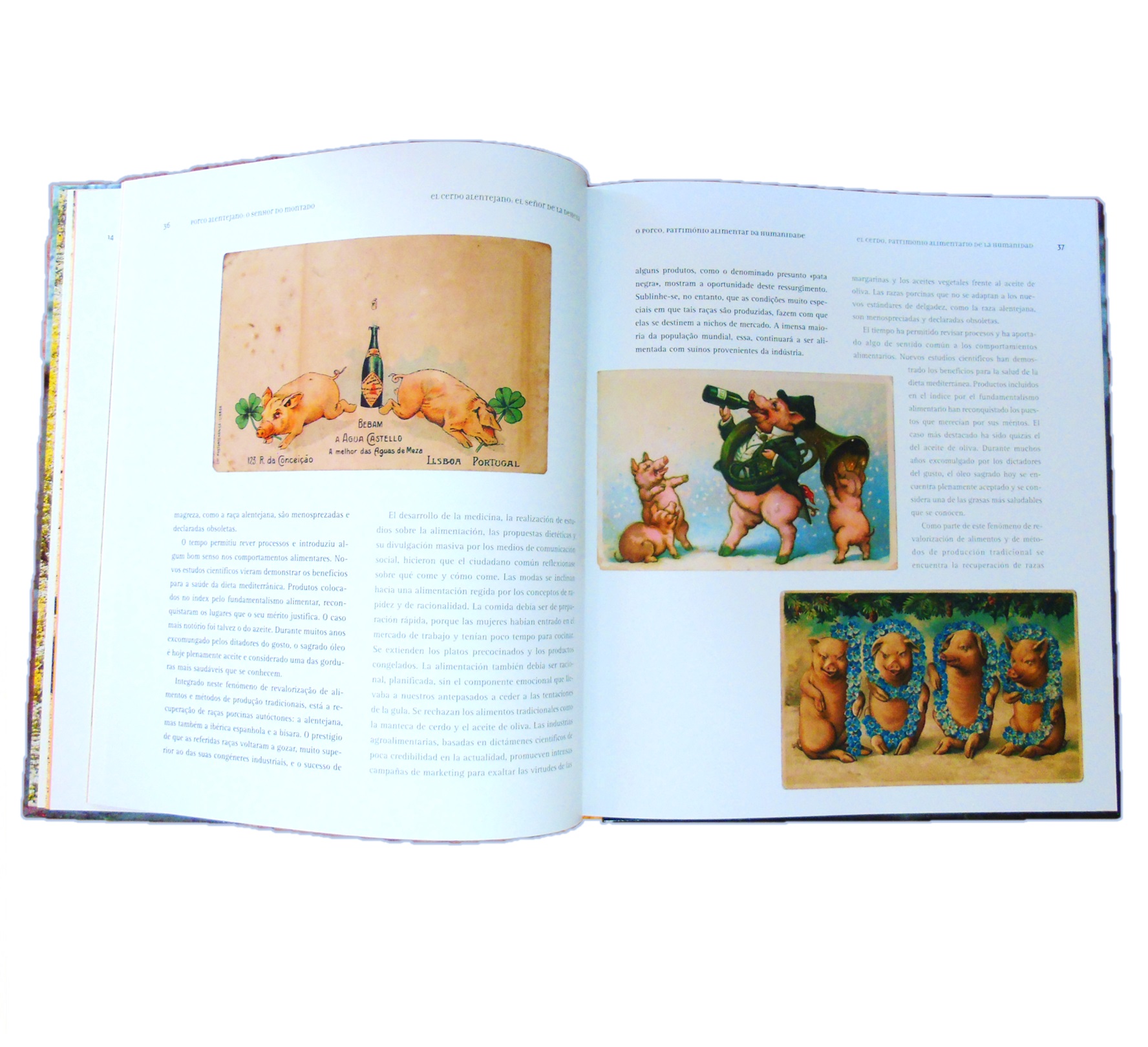 PORCO ALENTEJANO, O SENHOR DO MONTADO