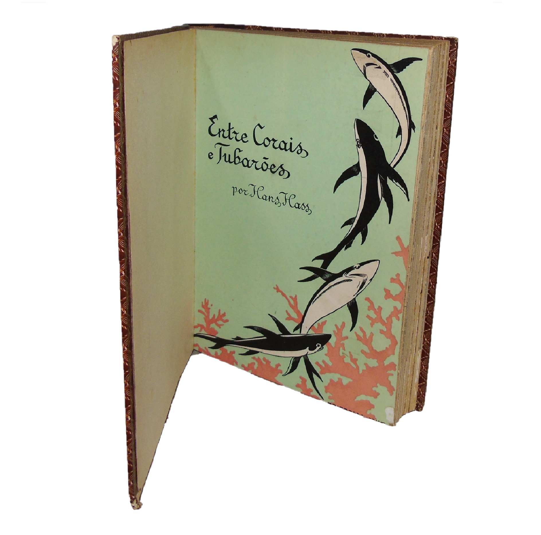 ENTRE CORAIS E TUBARÕES: AVENTURA NO MAR DAS CARAÍBAS