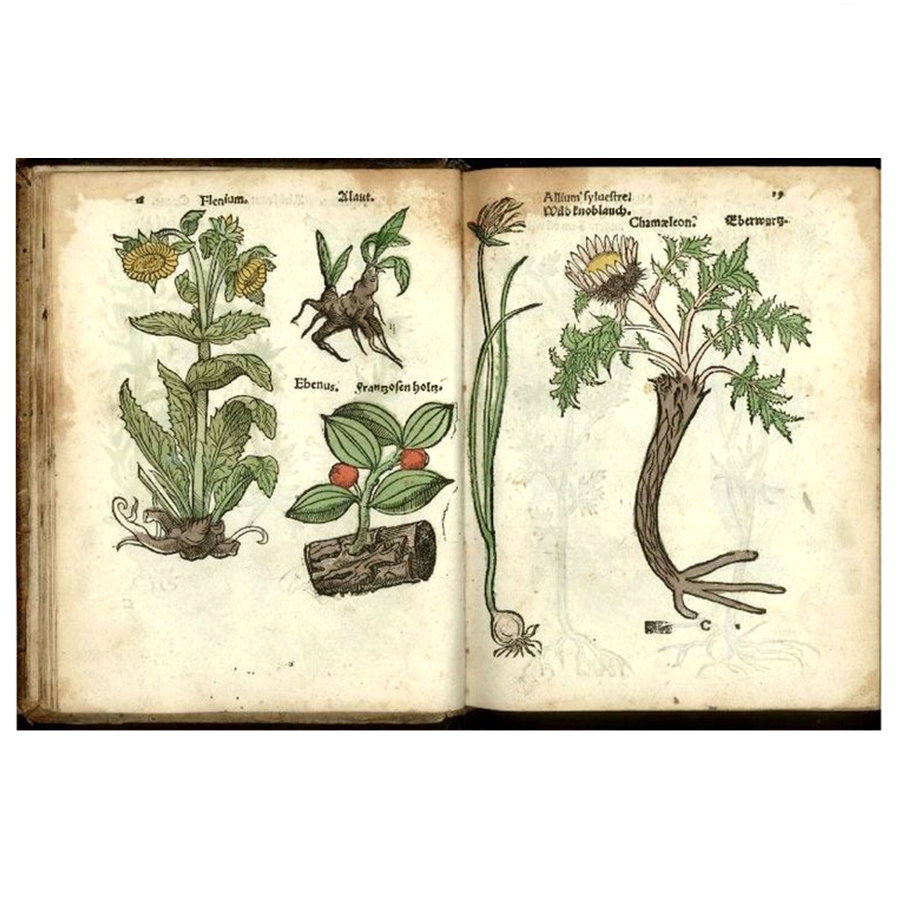 HERBARUM, ARBORUM, FRUTICUM, FRUMENTORUM AC LEGUMINUM, ANIMALIUM PRAETERA TERRESTRIUM
