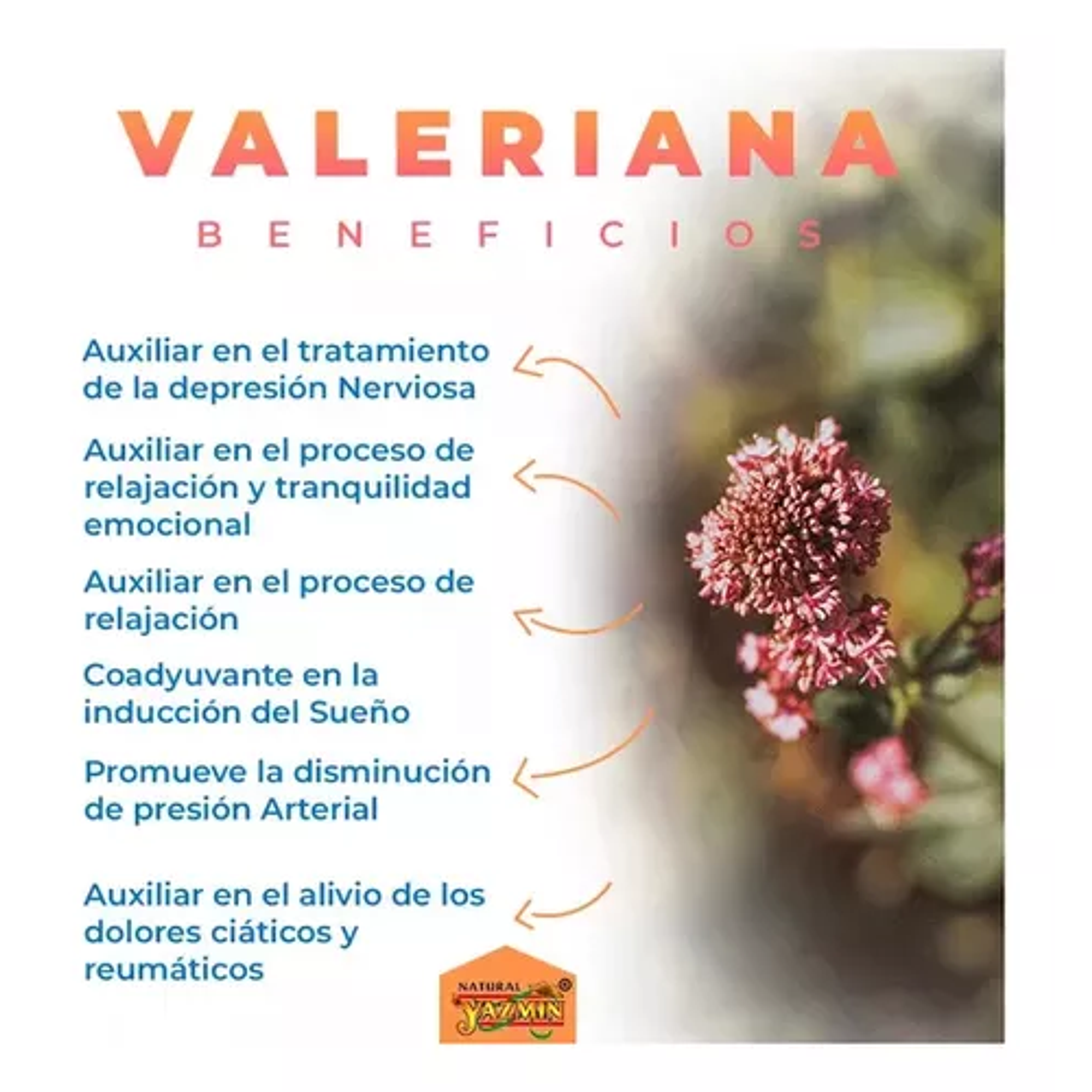 VALERIANA 500 mg - fco x 60 cap. - MASON - VENTA LIBRE - PROMOCION 5