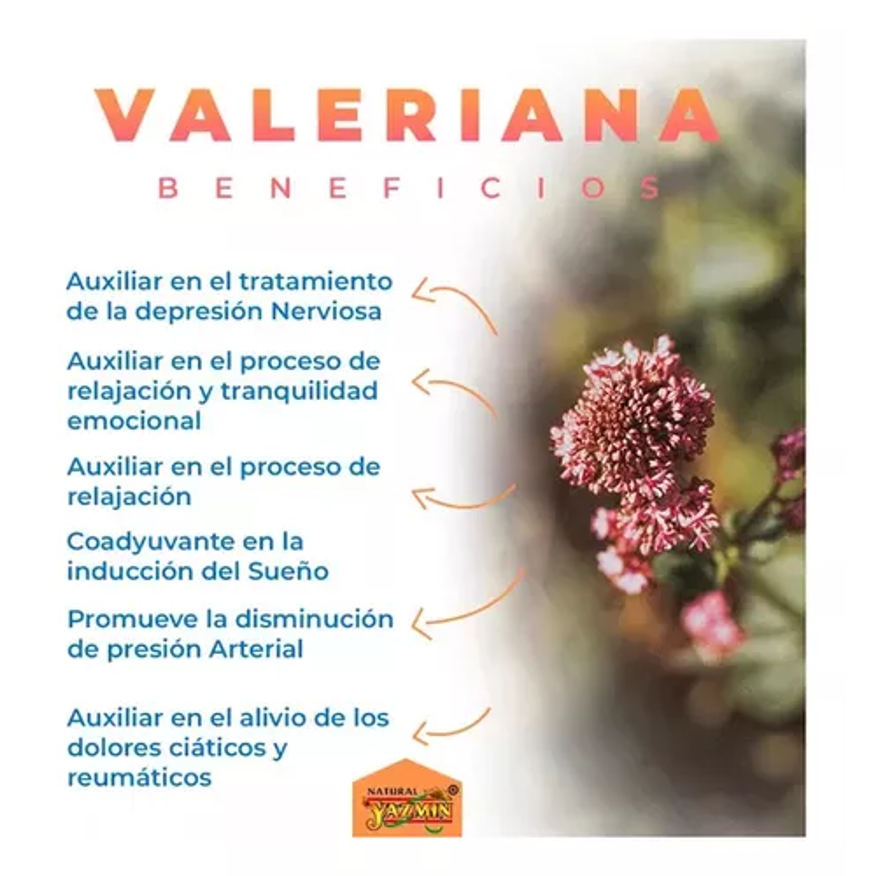 VALERIANA 500 mg - fco x 60 cap. - MASON - VENTA LIBRE - PROMOCION 5