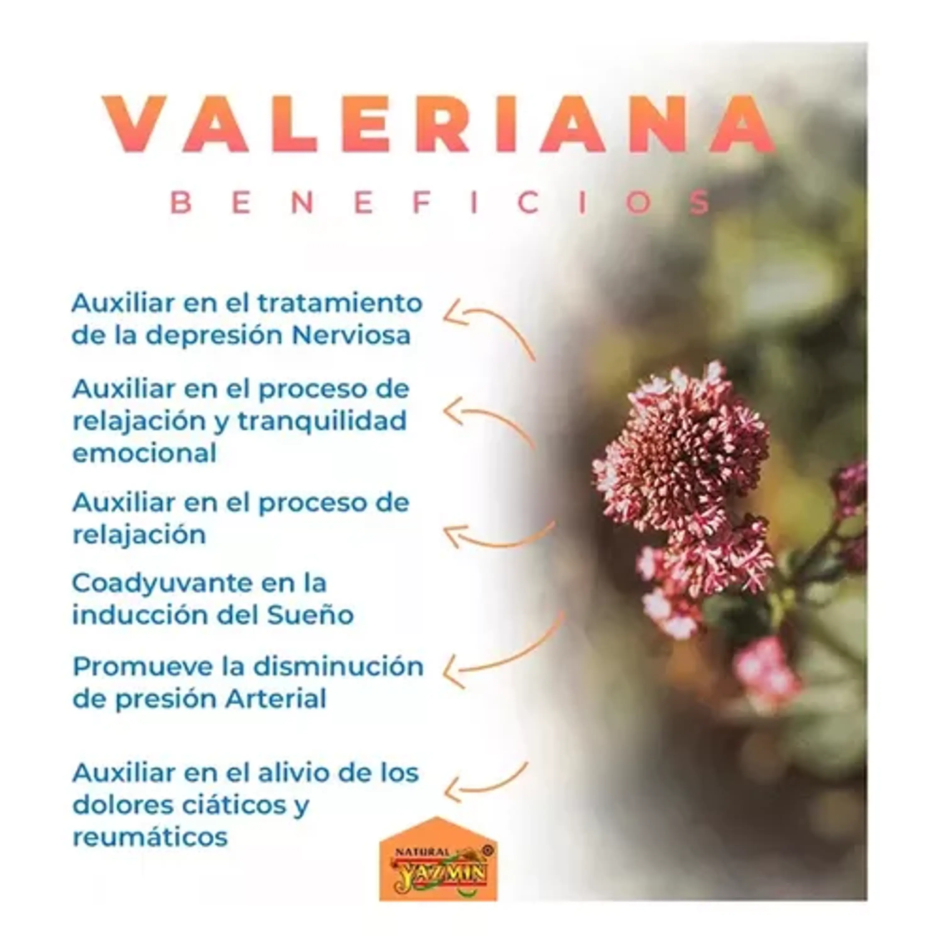 VALERIANA 500 mg - fco x 60 cap. - MASON - VENTA LIBRE - PROMOCION 5