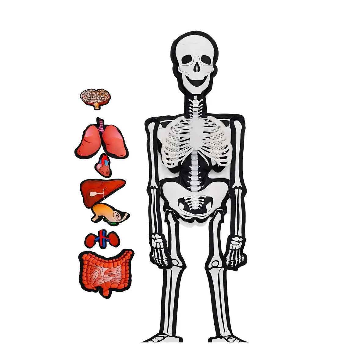 Valija de Mini Doctor con Esqueleto Interactivo 6