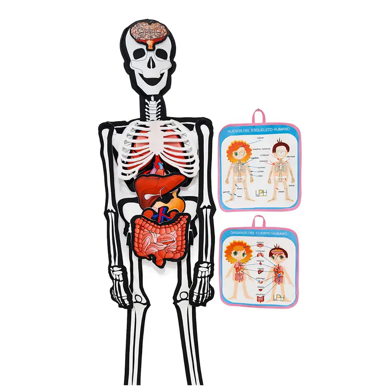 Set de esqueleto y órganos del cuerpo humano para Docentes y Educadores 1