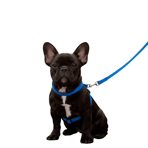 Set de Correa y Arnés Viajero para Mascotas - Talla M - Azul