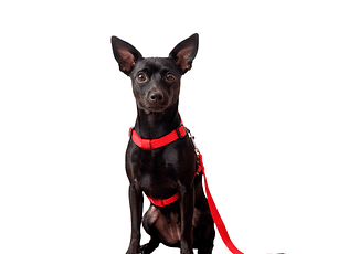 Correa Viajera Color Rojo para Mascota Talla L