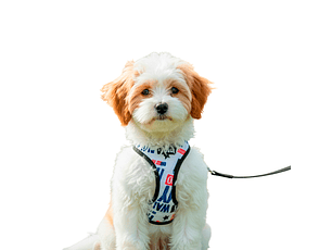 Pechera Básica para Mascotas Color Blanco Talla XS