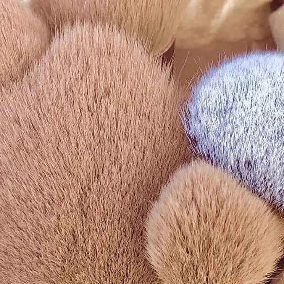 Pincéis de Maquiagem para mulheres com estonjo 4