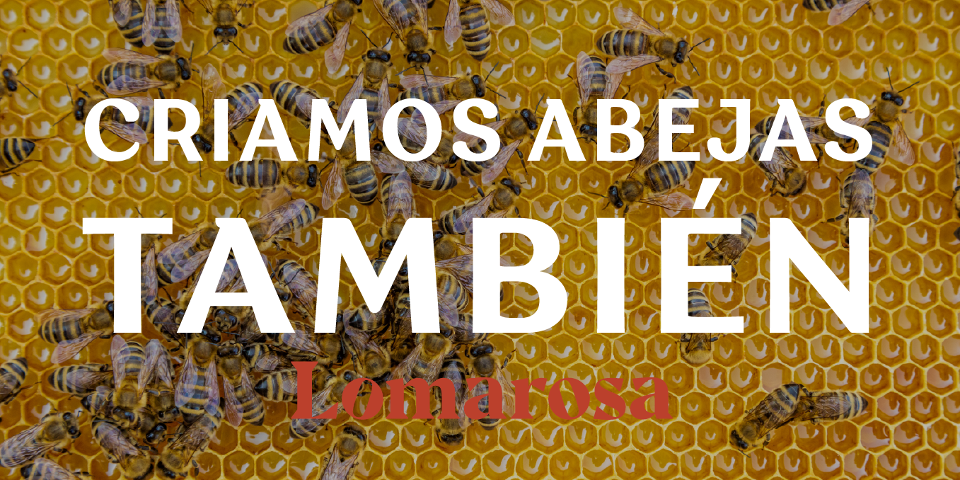 Criamos abejas para preservar la biodiversidad de la Orinoquía colombiana