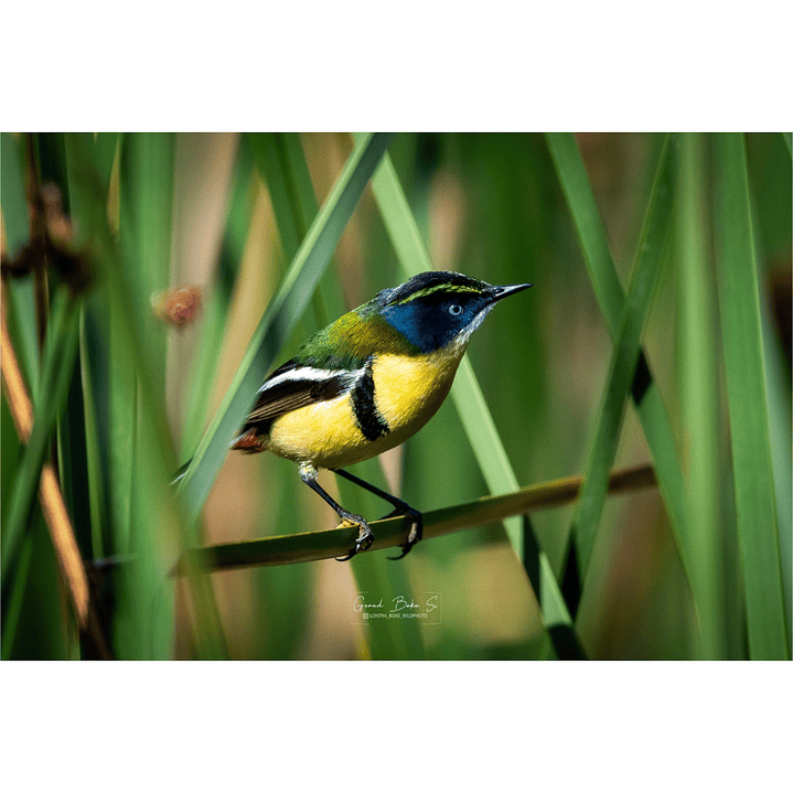 Cuadro Siete Colores 2