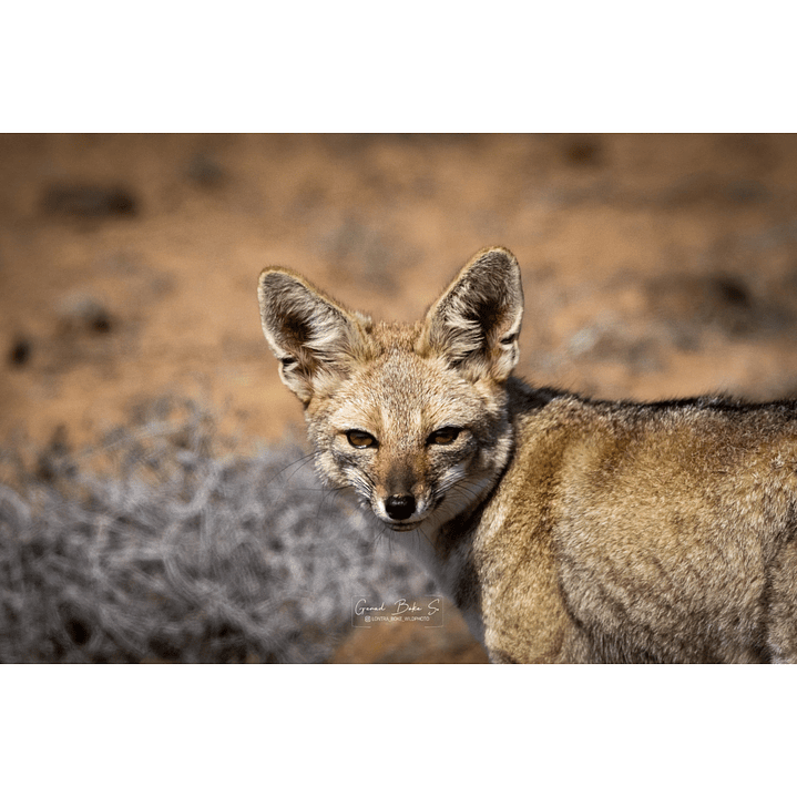 Canva Zorro Chilla 3