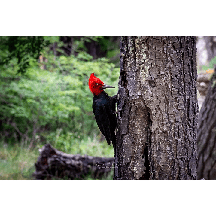 Canva Carpintero Negro 3