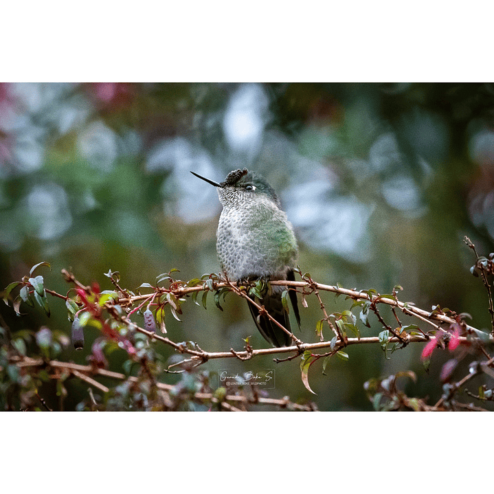 Canva Picaflor Chico 3