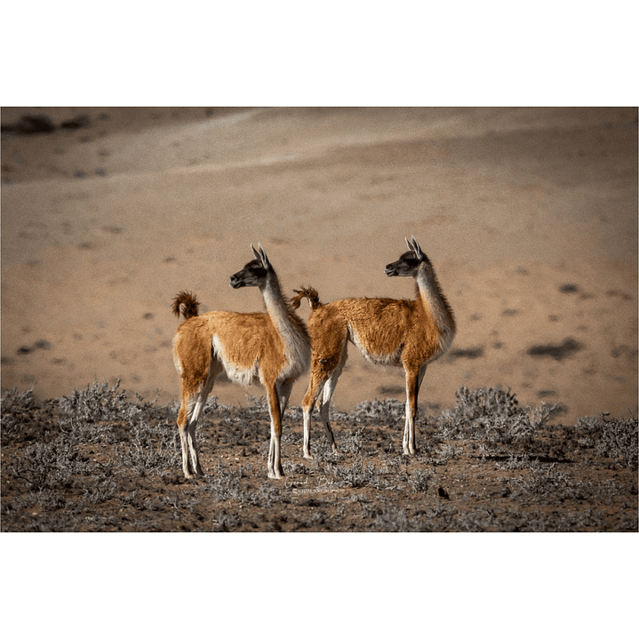Canva Guanacos 3