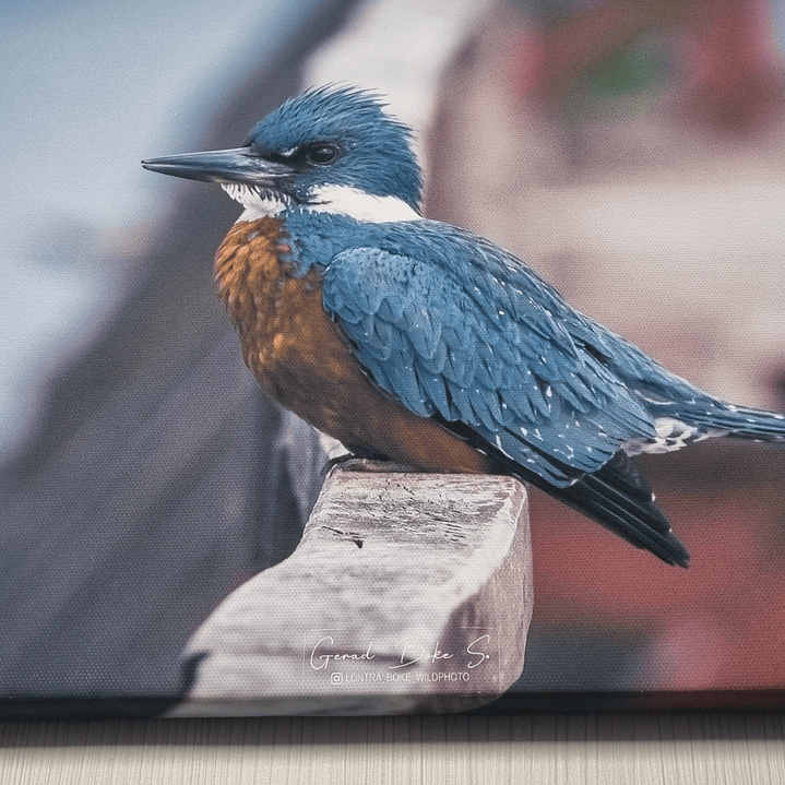 Canva Martin Pescador 1