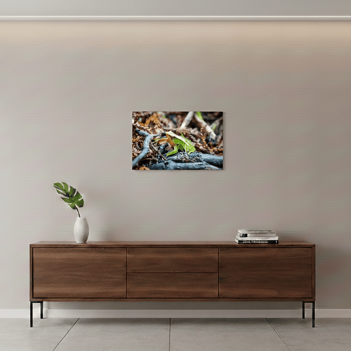 Canva Ranita de Darwin 2