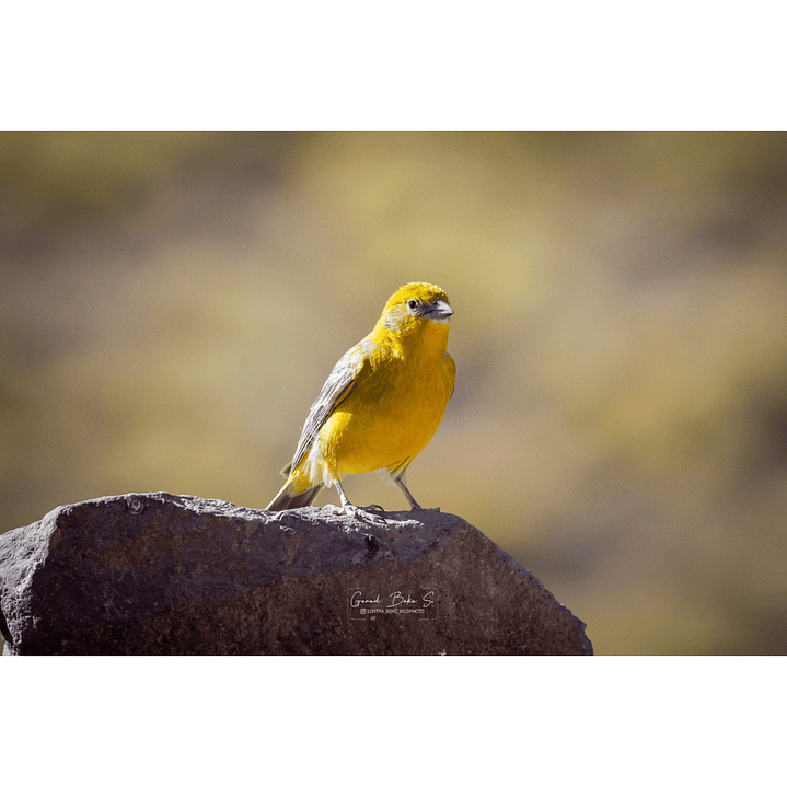 Canva Chirihue Dorado 2