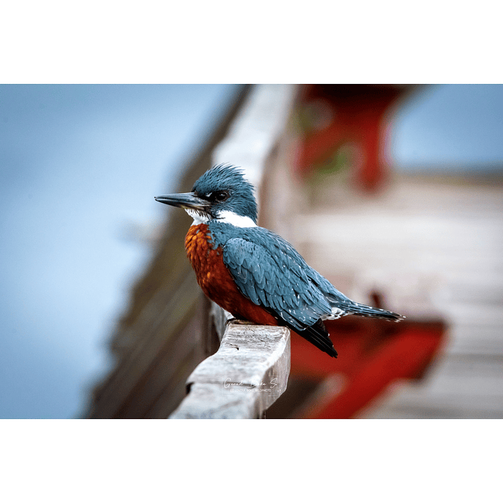 Canva Martin Pescador 3