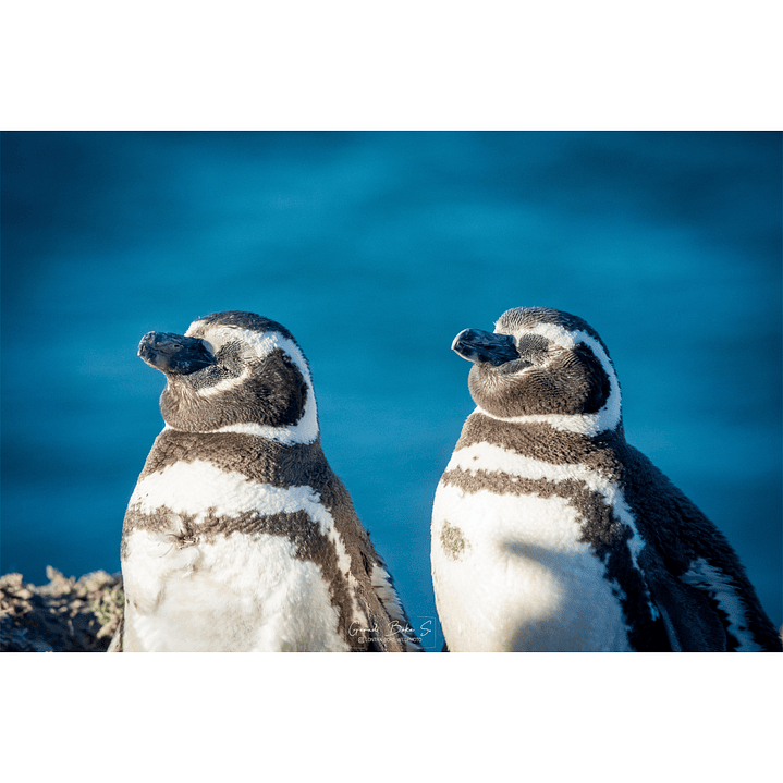 Cuadro Pingüino Magallanes 2