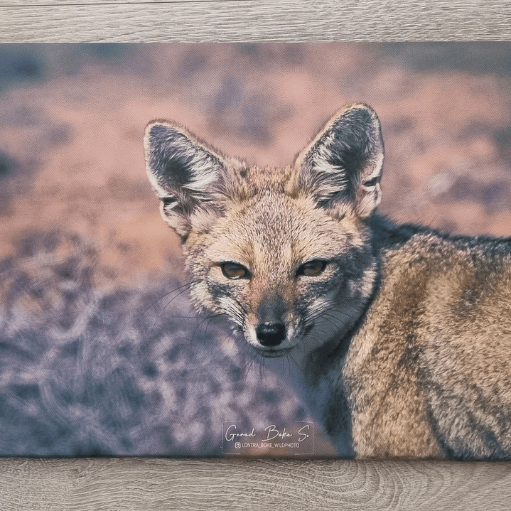 Canva Zorro Chilla 1