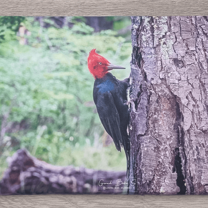 Canva Carpintero Negro 1