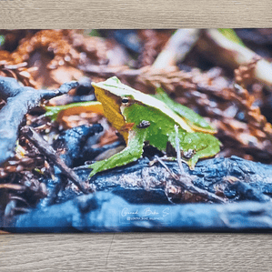 Canva Ranita de Darwin