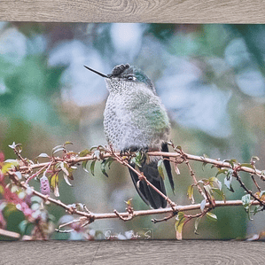 Canva Picaflor Chico