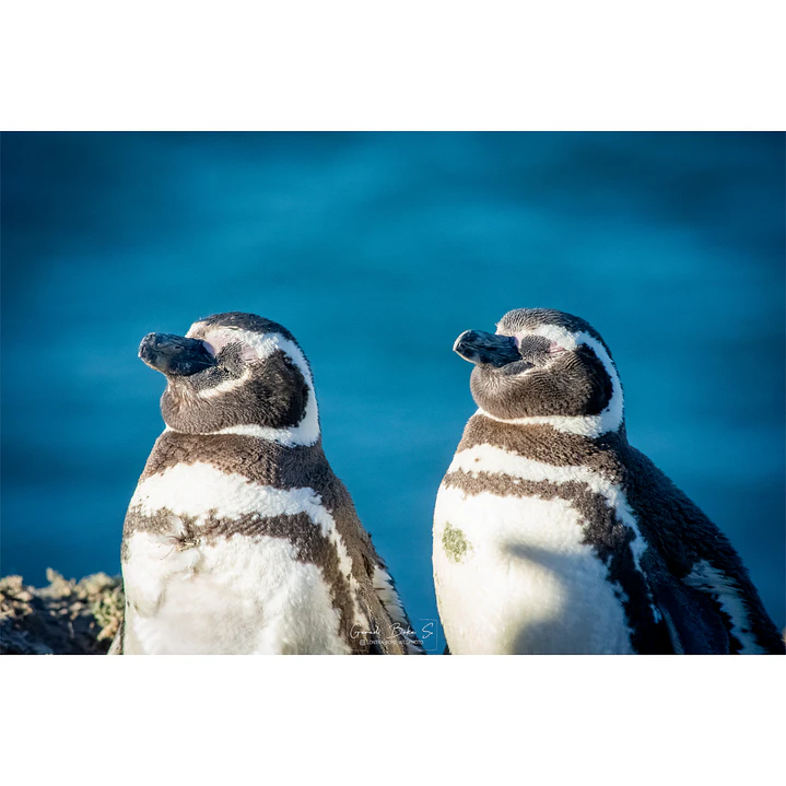 Cuadro Decorativo 50 x 70 cm Pingüino de Magallanes Impresión Fine Art 2