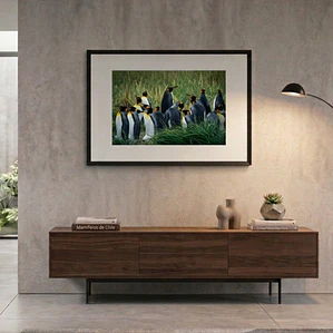 Cuadro Decorativo 50 x 70 cm Pingüino Rey Impresión Fine Art