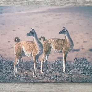 Canva Guanaco Impresión Fine Art 27 x 40 cm