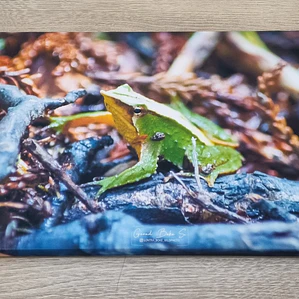Canva Ranita de Darwin Impresión Fine Art 27 x 40 cm