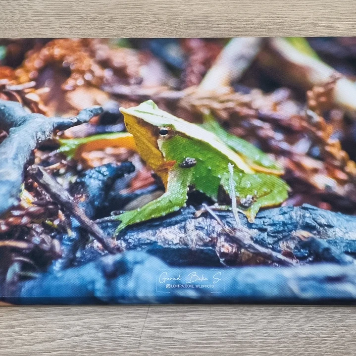 Canva Ranita de Darwin Impresión Fine Art 27 x 40 cm 1