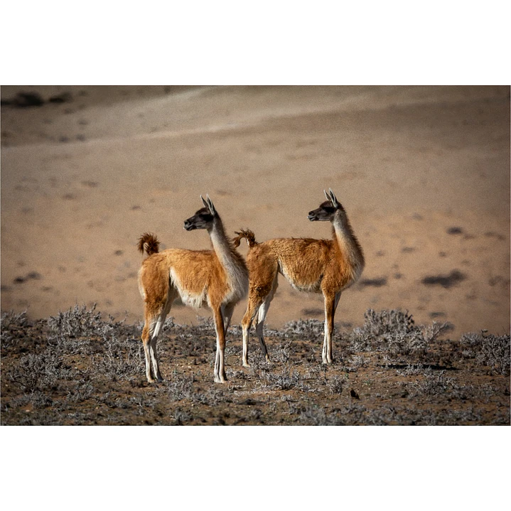 Canva Guanaco Impresión Fine Art 27 x 40 cm 3