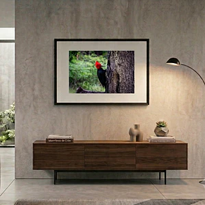 Cuadro Decorativo 50 x 70 cm Carpintero Negro Impresión Fine Art