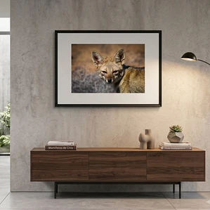 Cuadro Decorativo 50 x 70 cm Zorro Chilla Impresión Fine Art