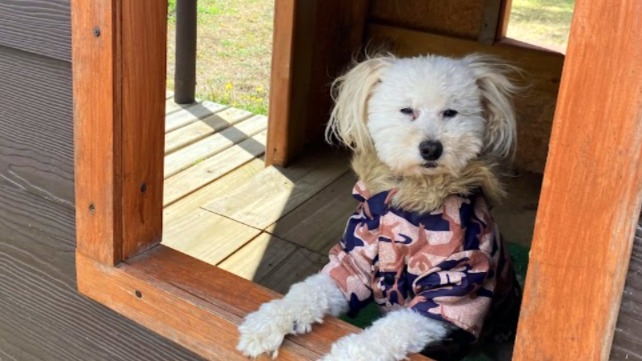 Ropa para perros: ¿Es para todos o solo para algunos? 