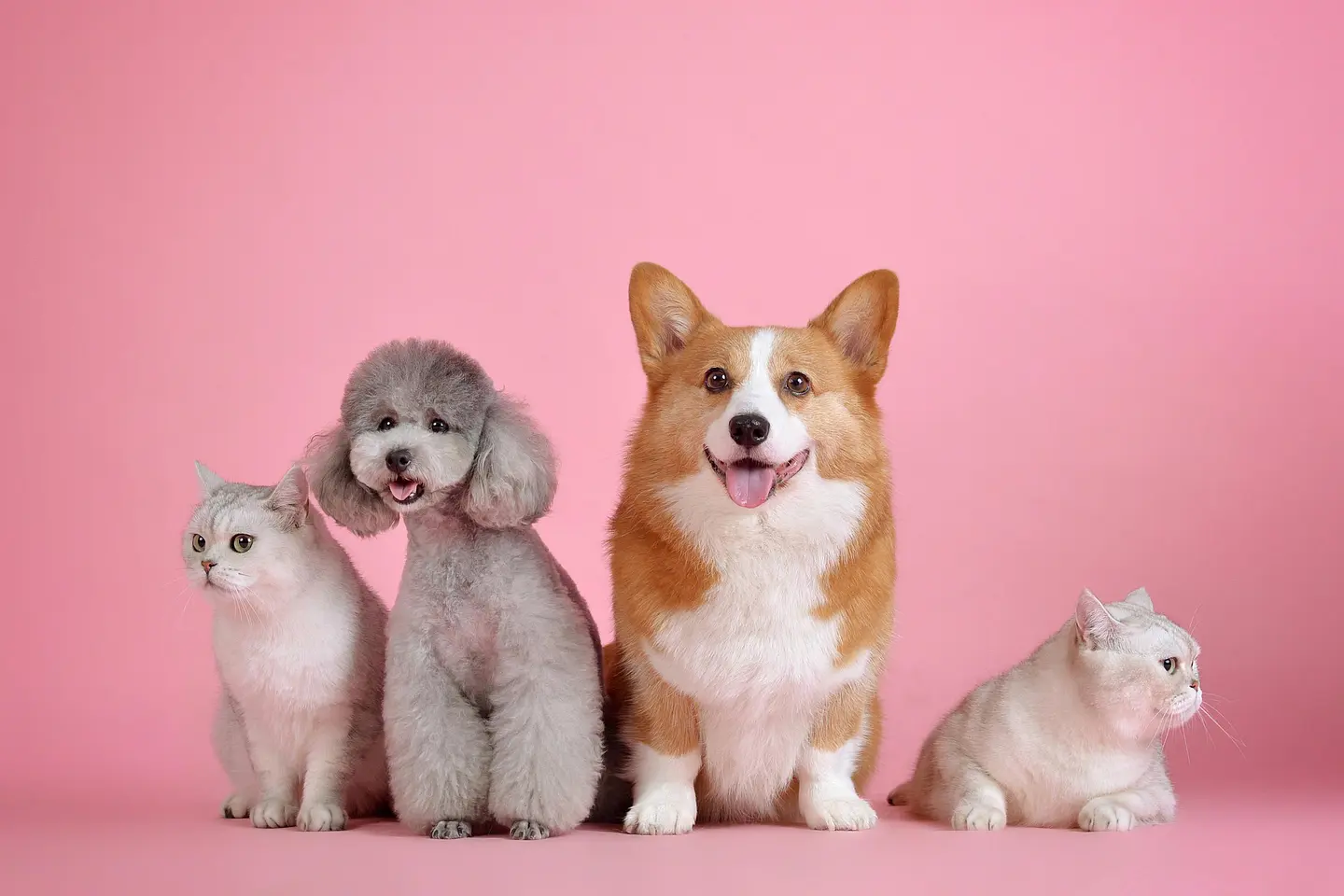  MASCOTAS